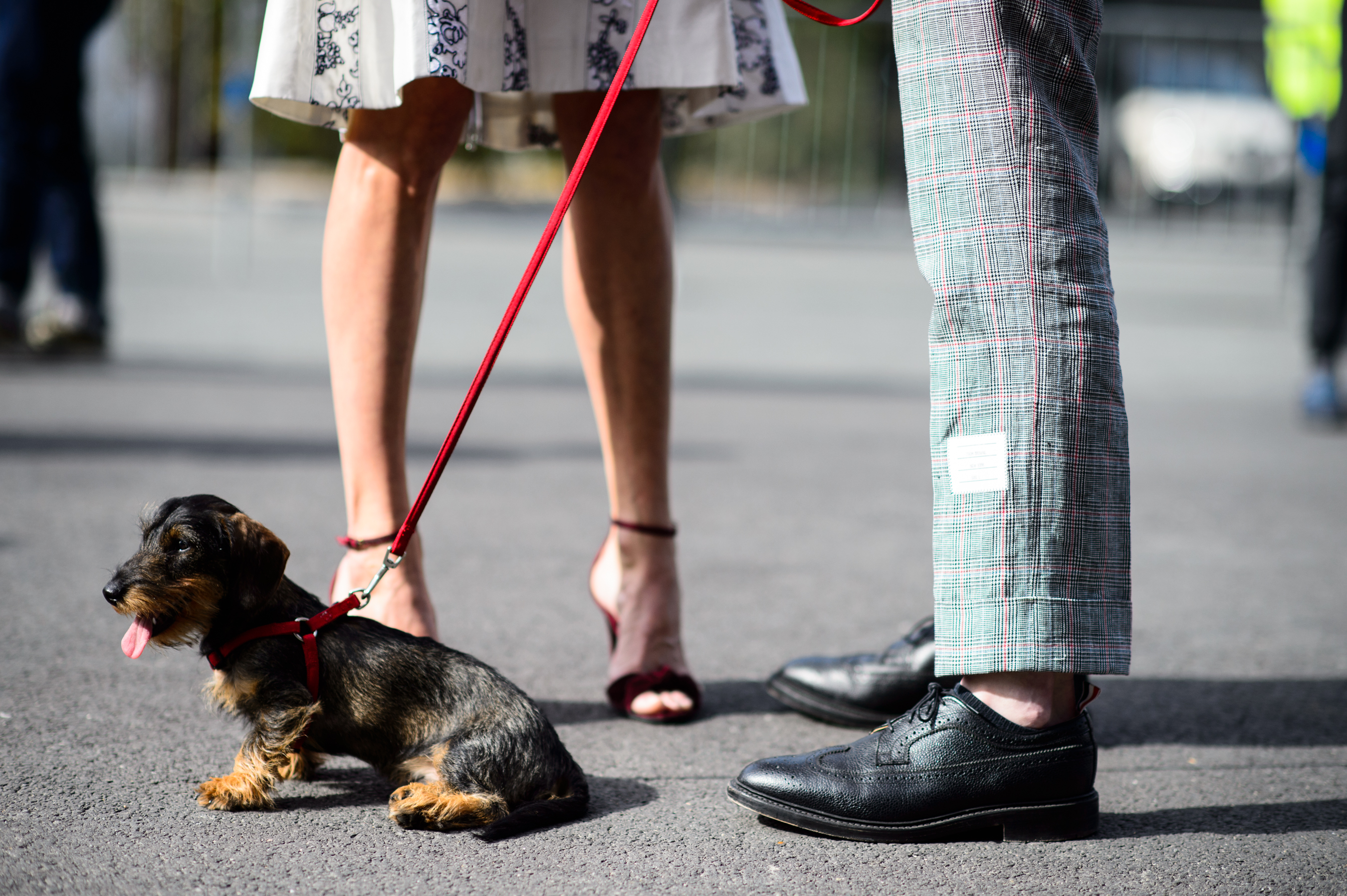 Man and his dog at a fashion show