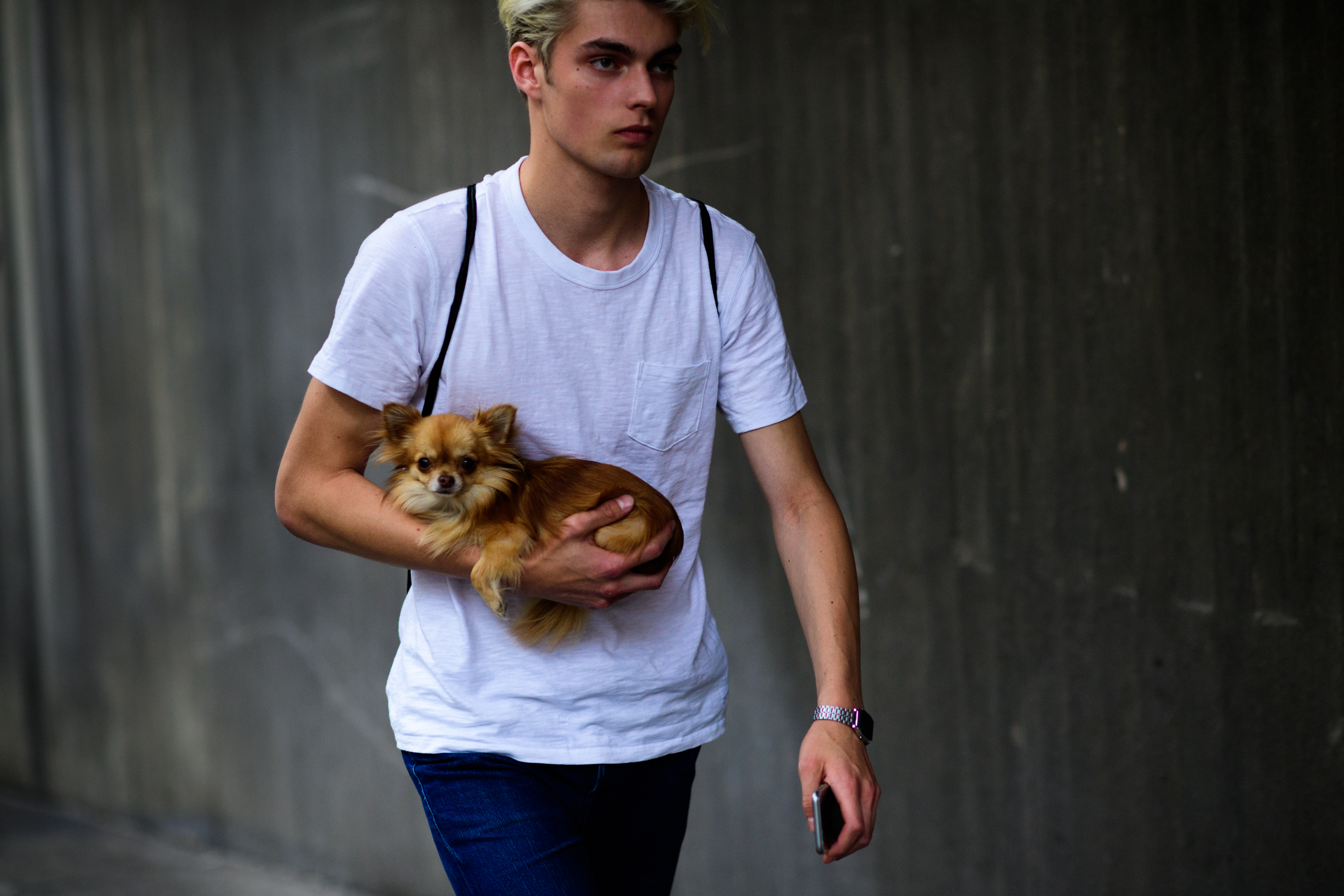 Male model carrying chihuahua dog