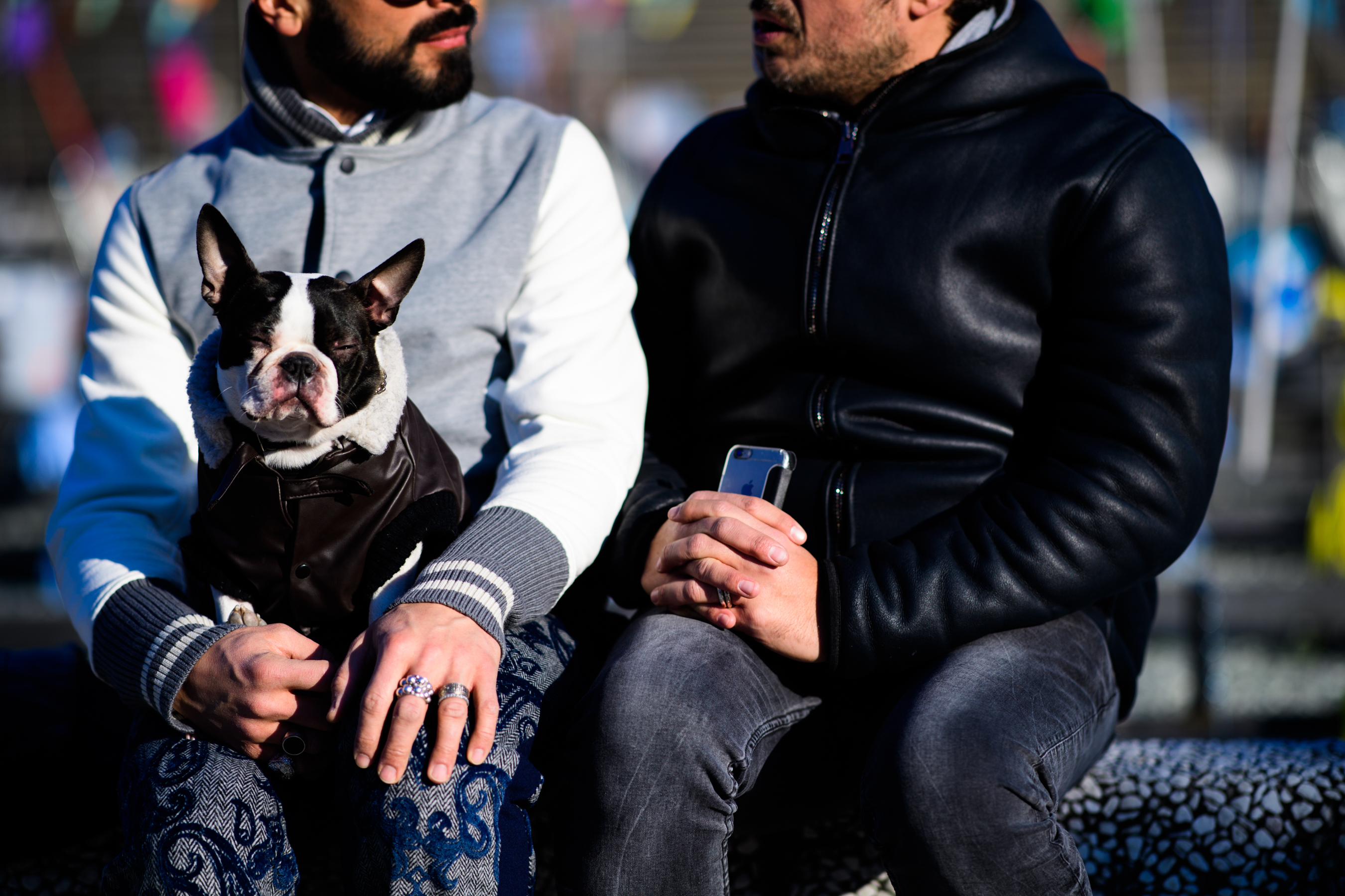 Dog wearing leather jacket