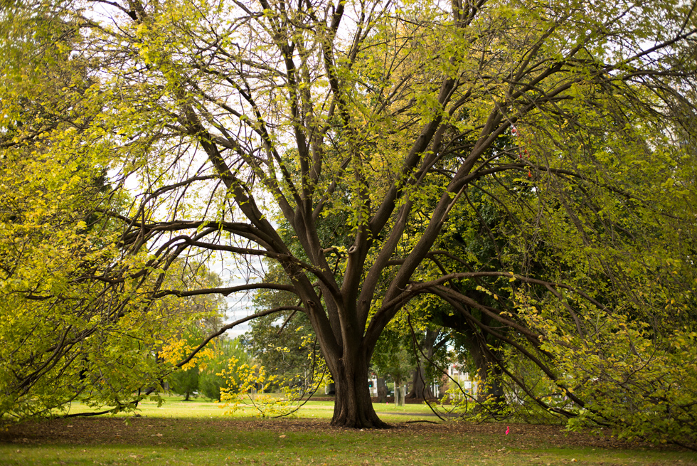 Big tree in Victoria, Australia