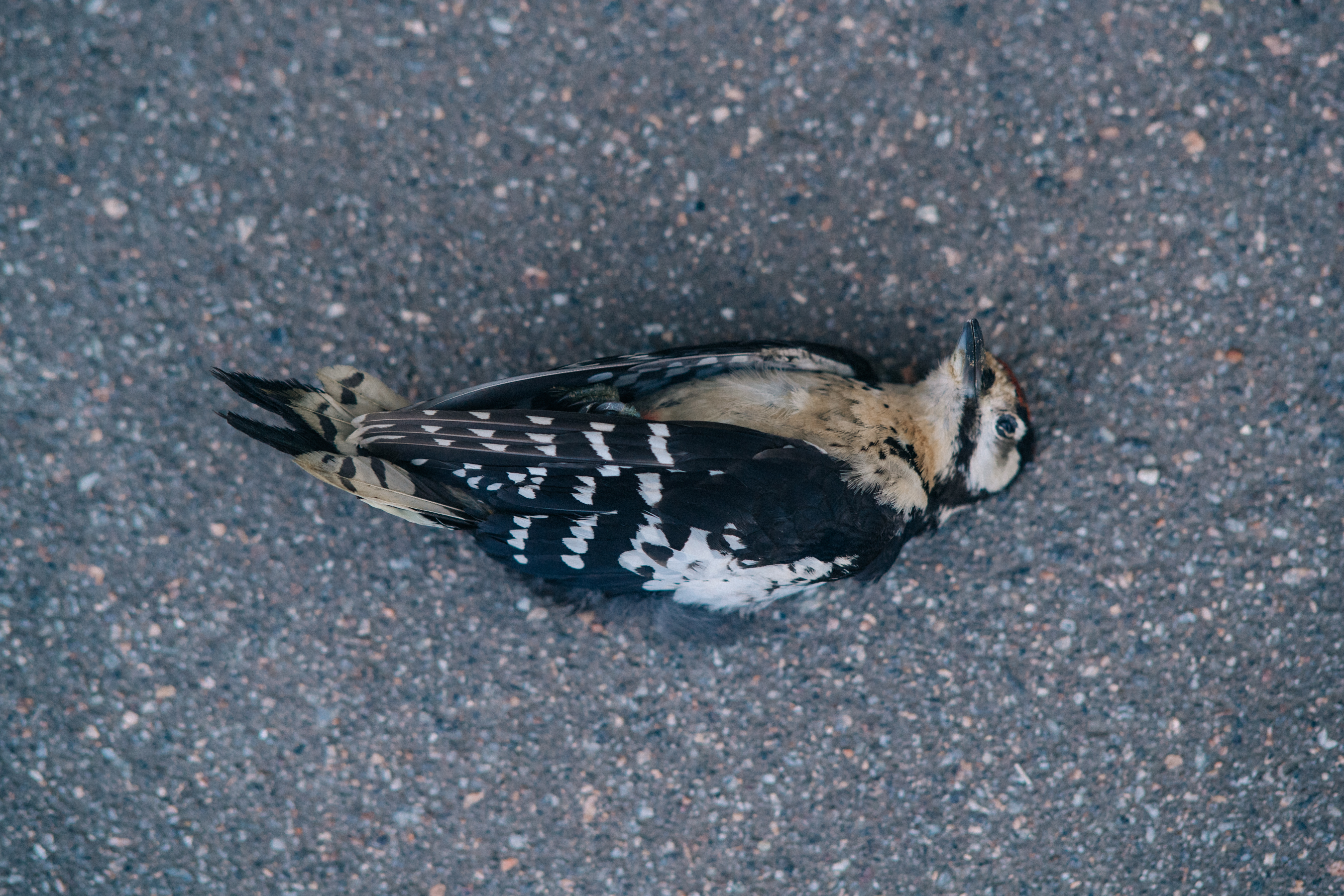 Dead bird on floor in Saint Petersburg