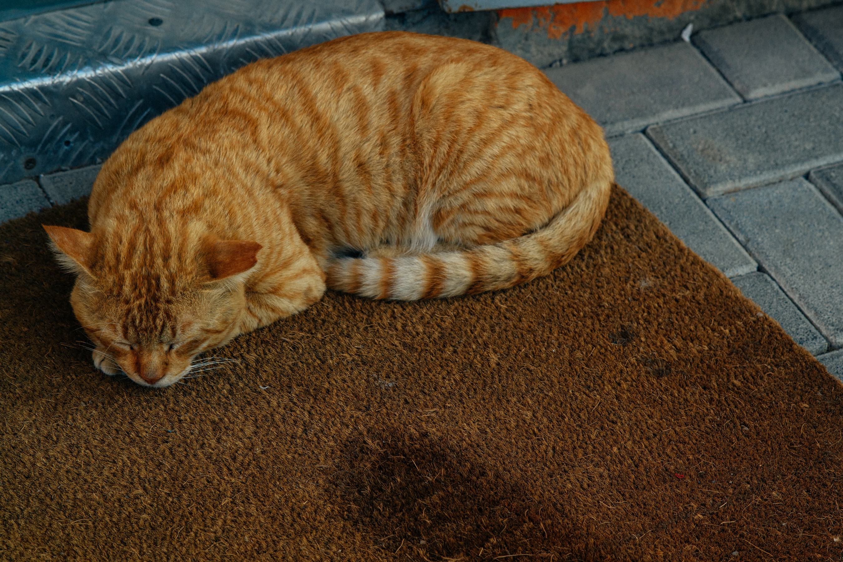 Sleeping cat in Dubai