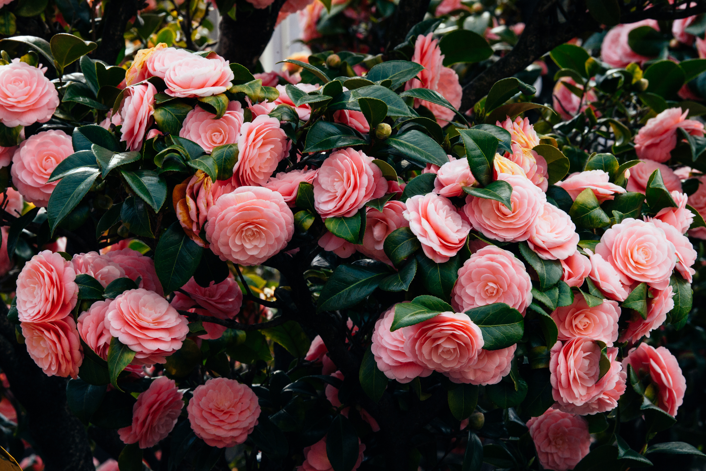 Pink flowers in Japan