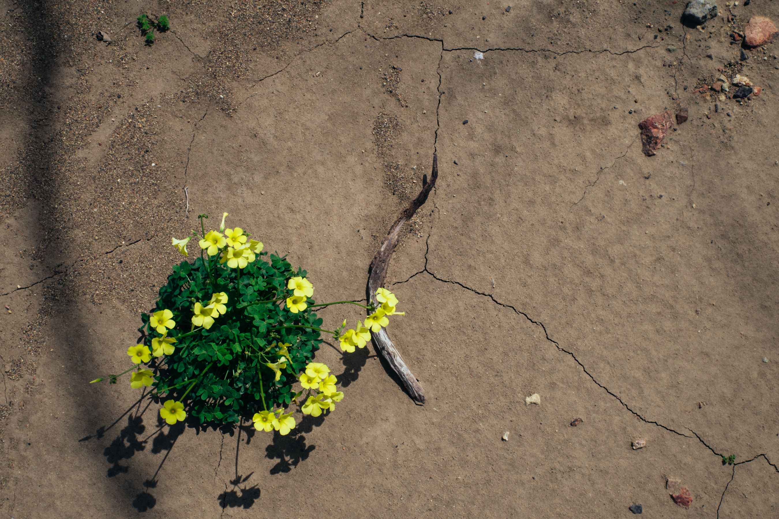 Flowers in California