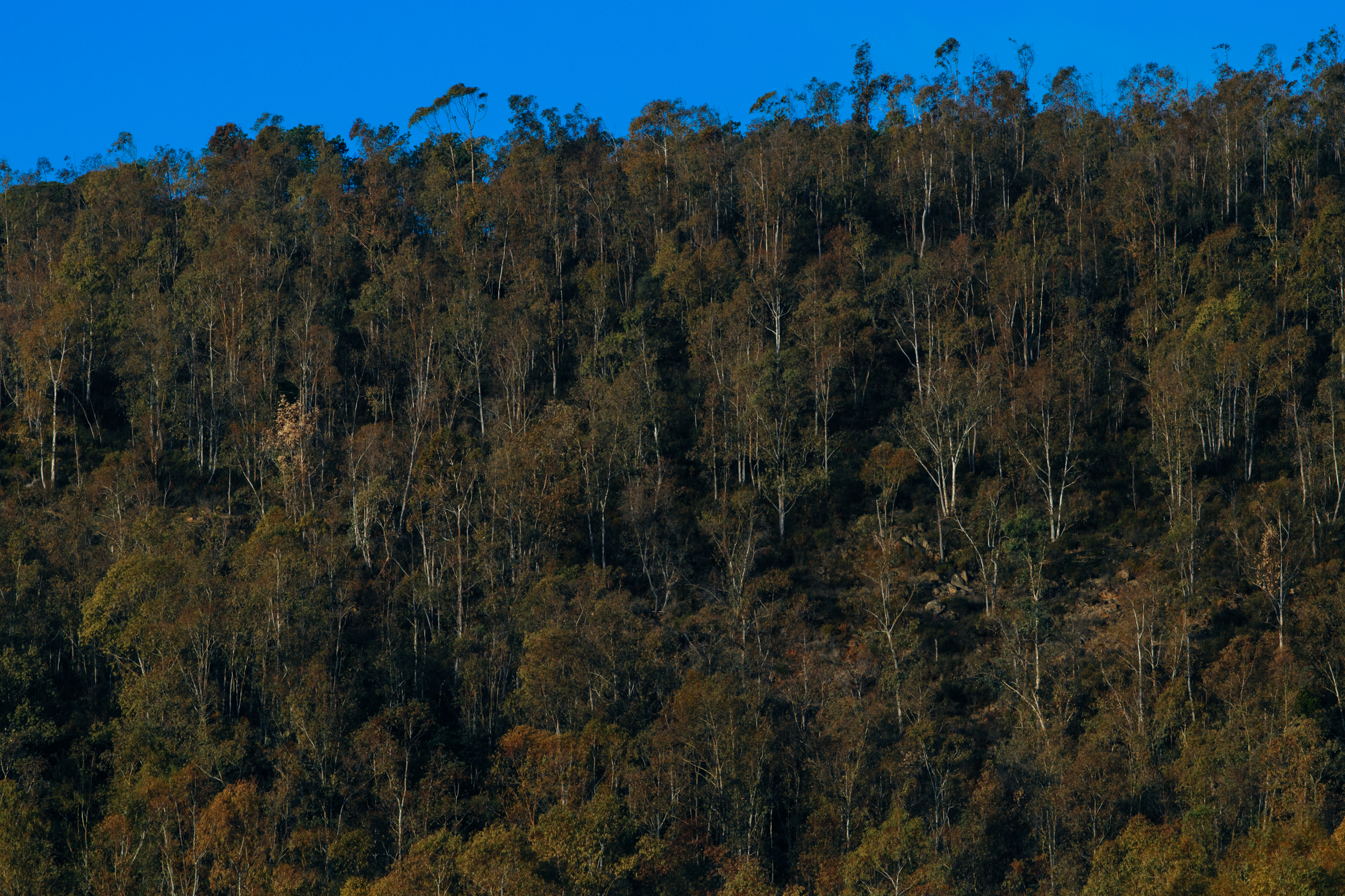 Forest in Spain