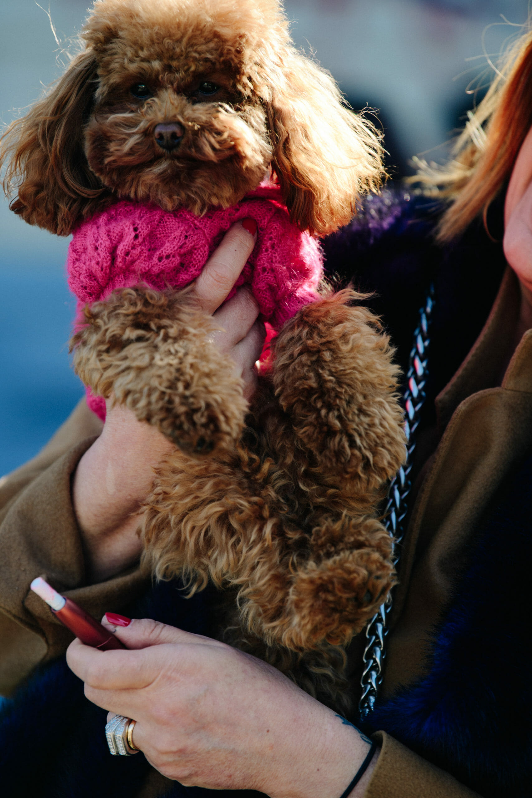 Dog wearing pink knit
