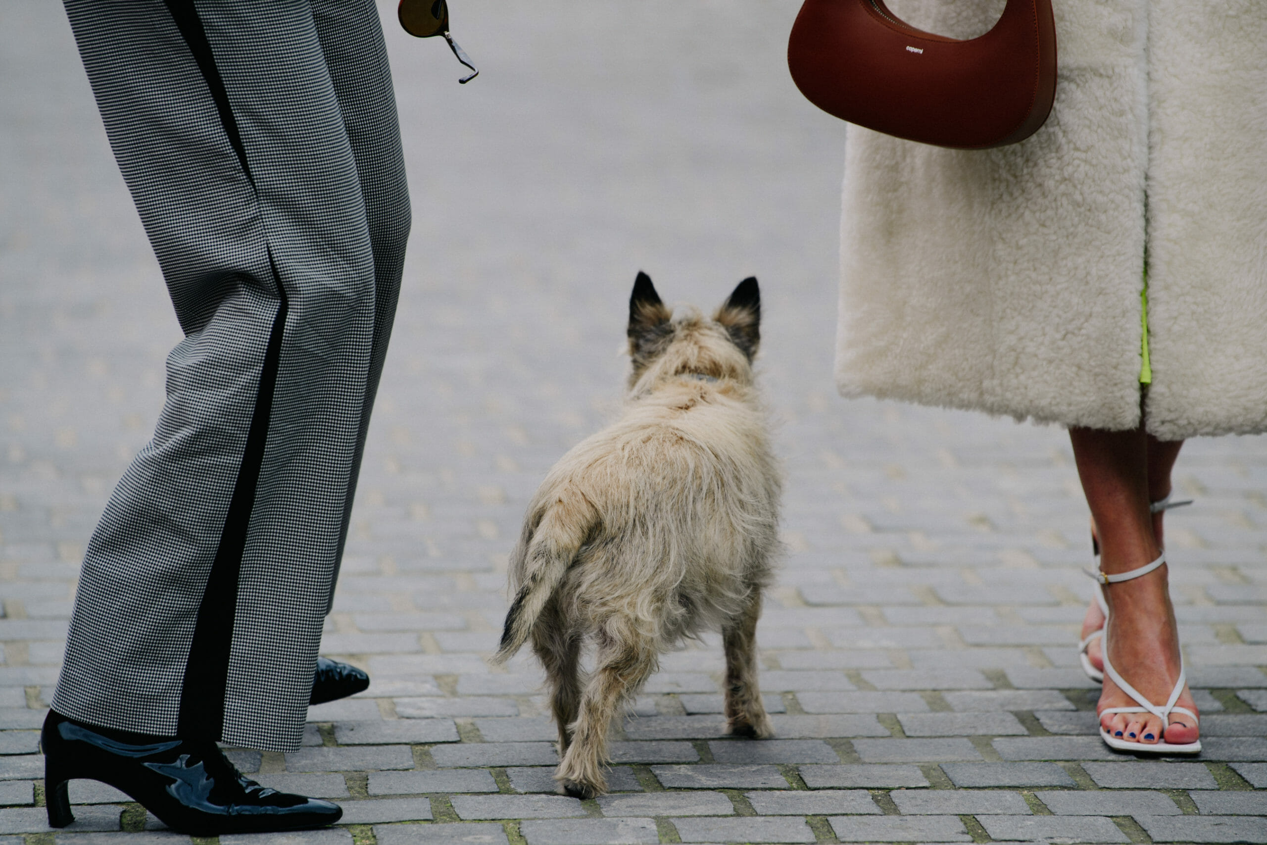 Dog between womens feet