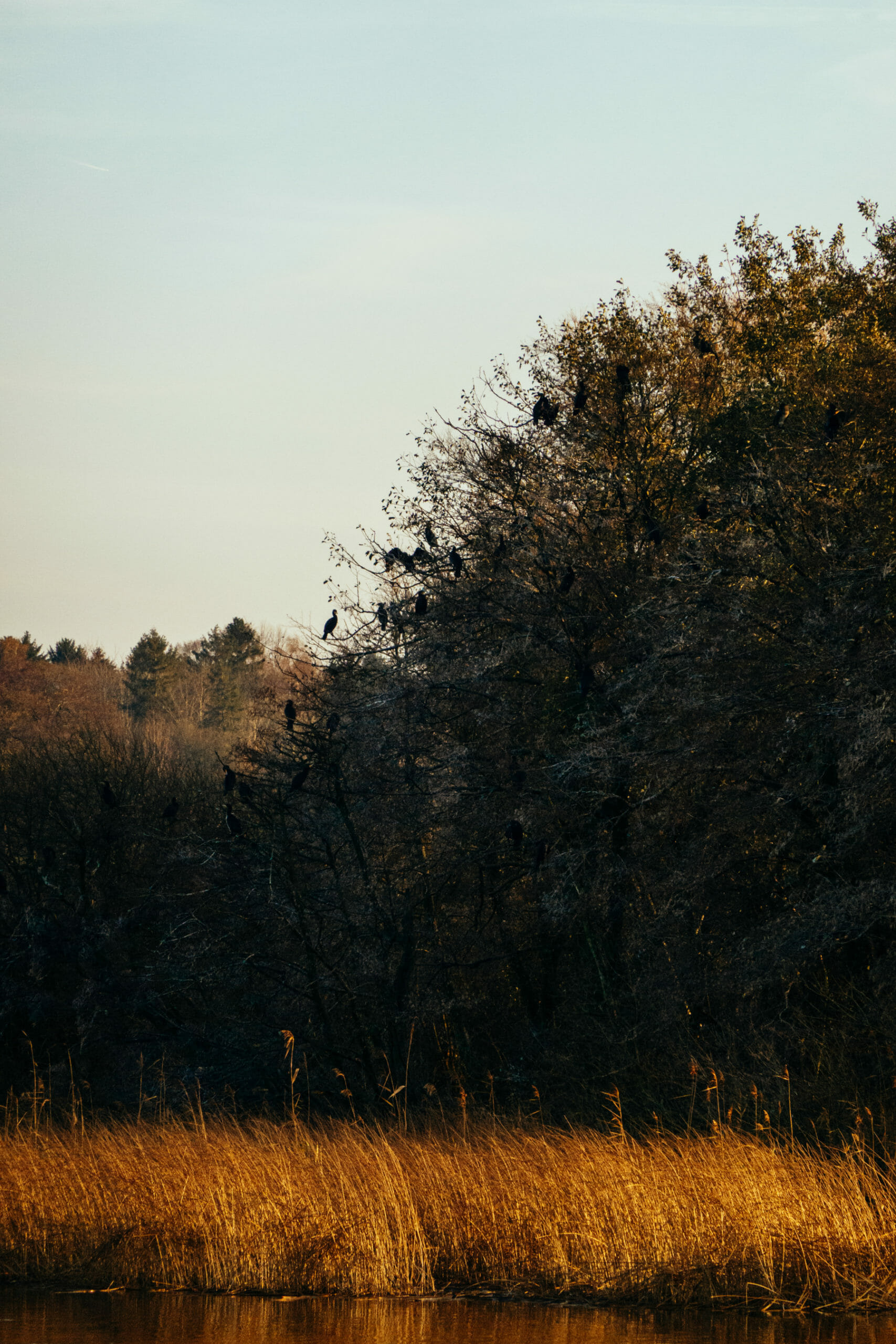 Afternoon sun on the marsh grass
